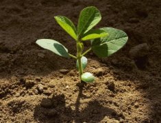 云唐測土儀器幫助測定土壤養分